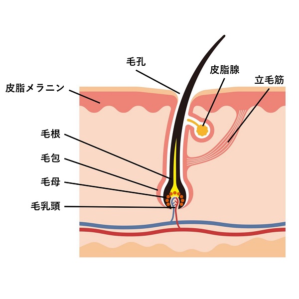 毛部位説明